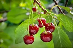 Cherry Fruit Plant  cherry Plant  xnewdeb66-thumb1