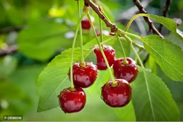 Cherry Fruit Plant  cherry Plant  xnewdeb66-thumb2