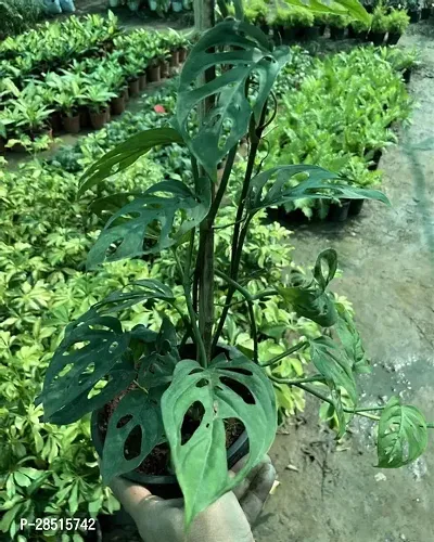 Natural Live Plant for Home Garden-thumb0