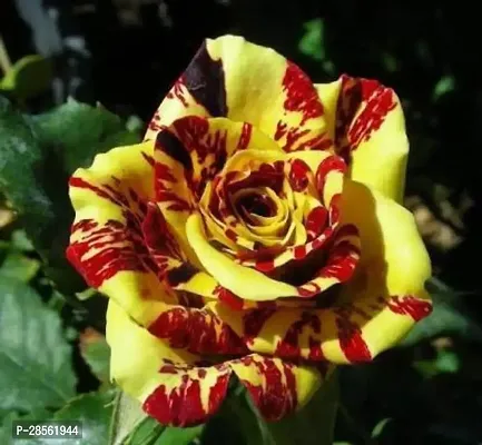 Earth Angels Rose Plant Rose live plant with pot-thumb0