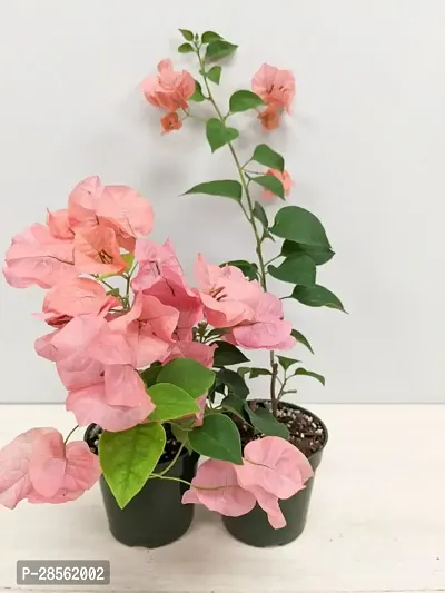 Earth Angels Baugainvillea Plant Bougainvillea Plant Kagaj Flower Live Plant FP804-thumb0