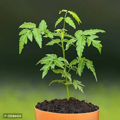 Neem Plant  Neem Plant-thumb0