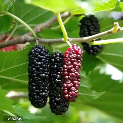 Earth Angels ShahtootMulberry Plant original Rear Thai Mulberry live PlantV-4-thumb0