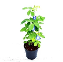 Natural Live Plant for Home Garden-thumb2