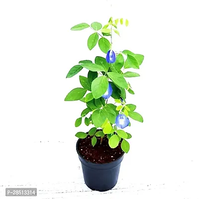 Natural Live Plant for Home Garden-thumb3