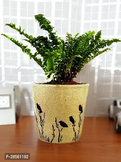 Earth Angels Fern Plant SPL modfern-thumb0