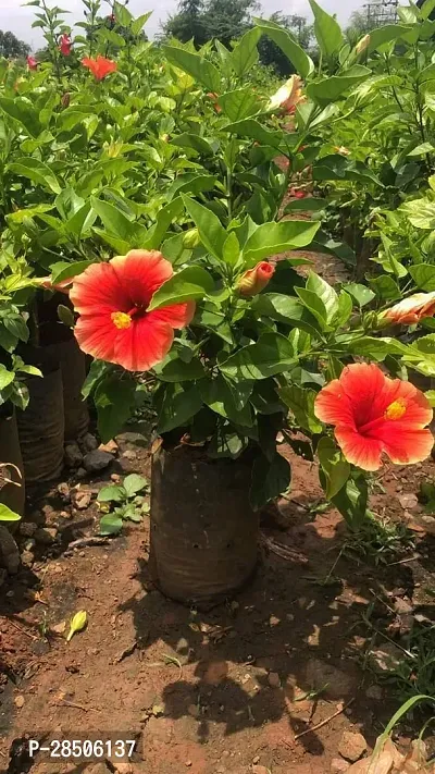 Hibiscus Plant  ORANGE JOBA Plant-thumb0