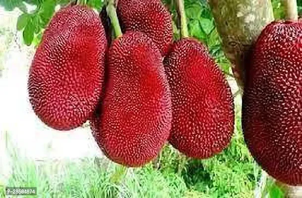 Jackfruit Plant  Jackfruit Model name Thai red Plant-thumb2