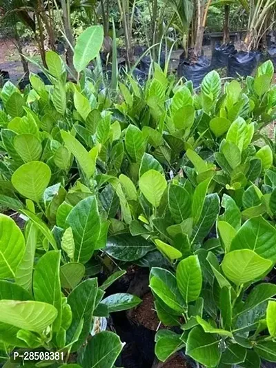 Jackfruit Plant  Kathal Plant kingdom84