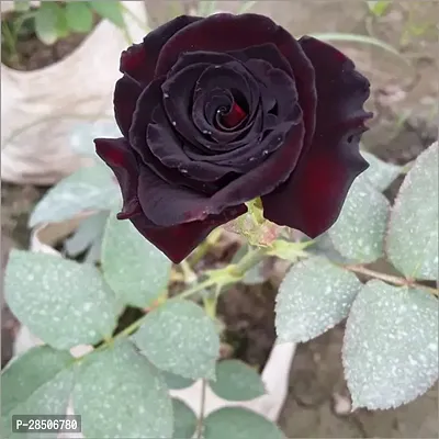 Rose Plant  Unique Black Rose Plant  CF 80060-thumb0