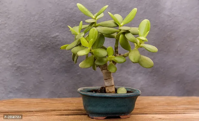 Jade Plant  Jade Plant heaven284-thumb0