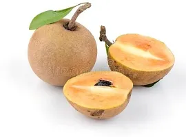 Earth Angels Chiku Plant Grafted Sapodilla,chiku,sobeda,sapota live plant-thumb2