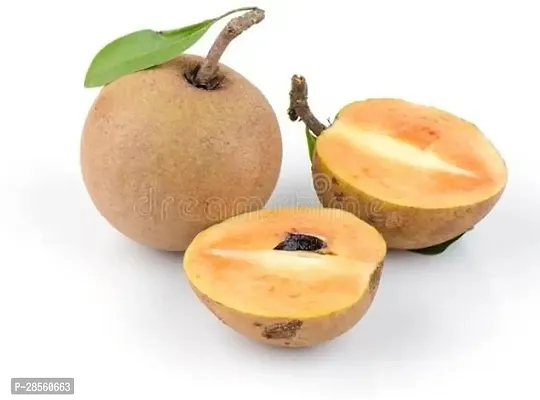 Earth Angels Chiku Plant Grafted Sapodilla,chiku,sobeda,sapota live plant-thumb3