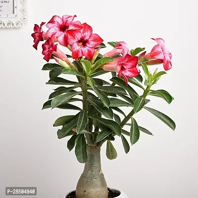 Adenium Plant  Adenium Plant  37-thumb0