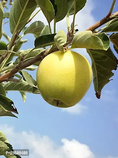 Elephant Apple Plant  Apple Plant kingdom06