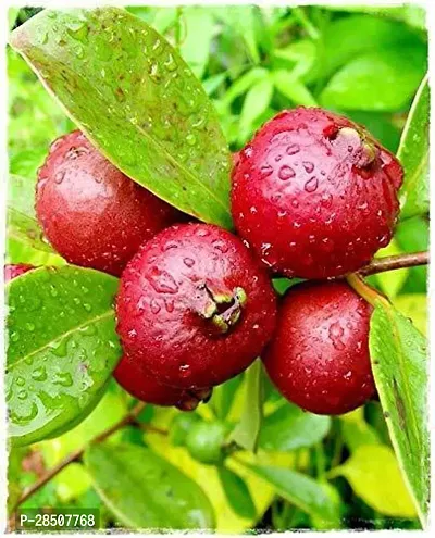 Guava Plant  Guava Plant heaven95-thumb0