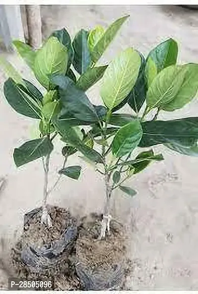 Jack Fruit Plant  bangladesh royel jackfruit Plant-thumb0