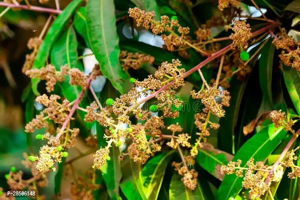 Mango Plant  mango fojli-thumb0