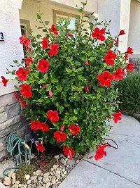 Earth Angels Hibiscus Plant Chinese hibiscus Gurhal Juba kusum athonba Dasavala Chemparati cembarutti Jaswand Dosni Phool Midumpangpar Japaa Kusum Rakta Pushpee Japa Pushpee Hibiscus rosa-sinensis living plant.-thumb2