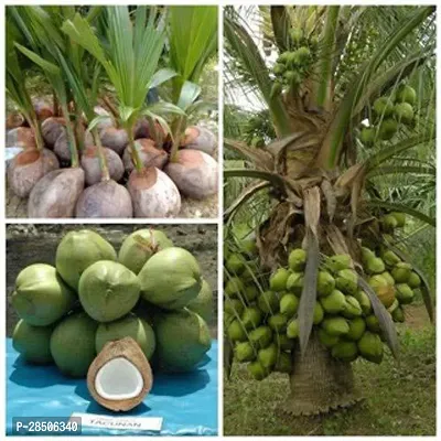 Coconut Plant  Hybrid Rare Coconut Live Plant    Qualitative Hybrid Kerala Coconut Tree Plant   Sunnangy Dwarf-thumb0