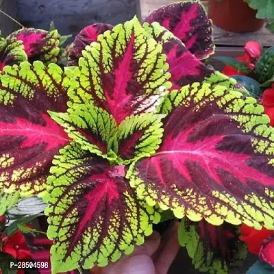 Coleus Plant  Multiple Coleus-thumb2