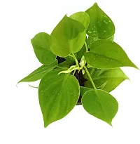 Earth Angels Money Plant WoodGibbsGifts-WB-1595-thumb2