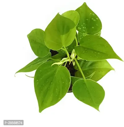 Earth Angels Money Plant WoodGibbsGifts-WB-1595-thumb3