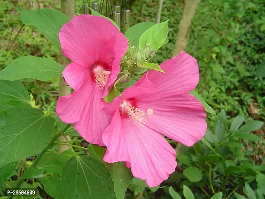 Hibiscus Plant  Hibiscus Plant