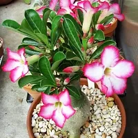 Earth Angels Adenium Plant ADENIUM PLANT NBVD-thumb2