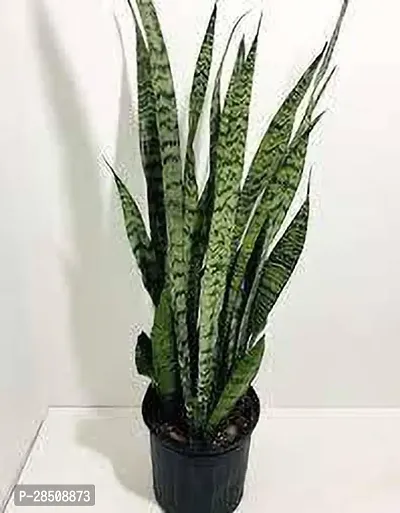 Sansevieria Plant  Snake xOxyc79-thumb0