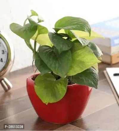 Natural Live Plant for Home Garden-thumb0