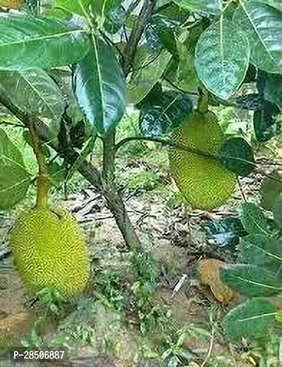 Jack Fruit Plant  Jackfruit Model name Singapuri wada Plant-thumb0