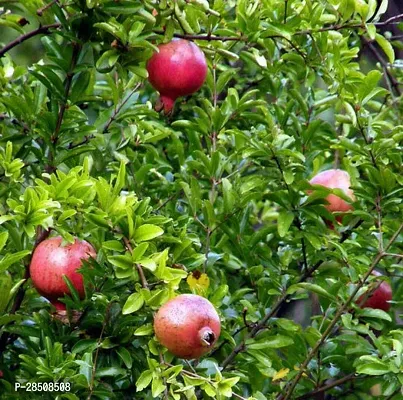 Pomegranate Plant  Bedana Plant  xnewdeb55-thumb2