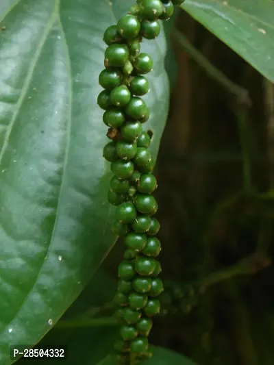 Black Pepper Plant  black paper001-thumb0