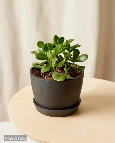 Jade Plant  JDDJ01