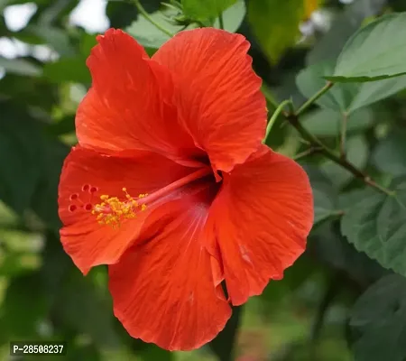 Hibiscus Plant  Hibiscus Plant kingdom78-thumb0