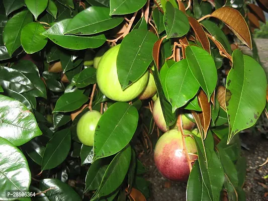 Custard Apple Plant  Plant  MILKFRUIT2