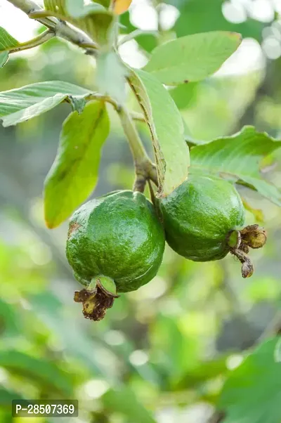 Guava Plant  GUNG01-thumb0