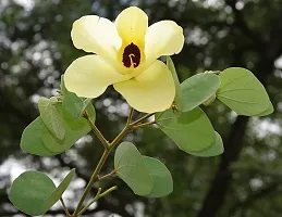 Heart Leaf Oxycardium Plant  Bauhinia acuminata-thumb1