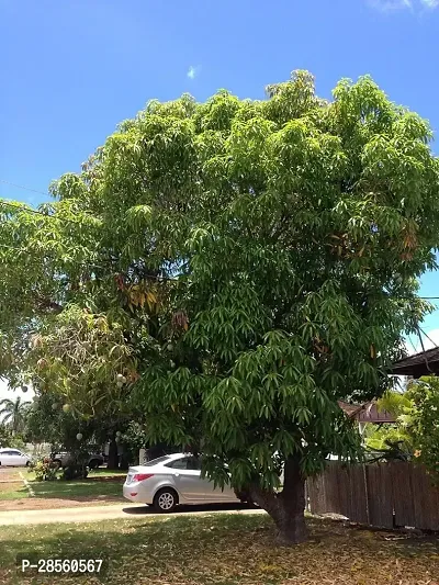 Earth Angels Mango Plant Thai mango plant68-thumb0