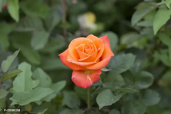 Rose Plant  Orange rose Plant  03-thumb0