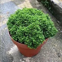 Natural Live Plant for Home Garden-thumb1