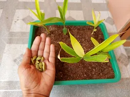 Natural Live Plant for Home Garden-thumb1