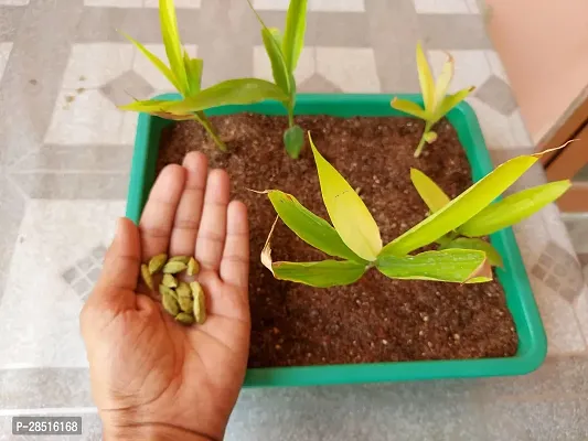 Natural Live Plant for Home Garden-thumb2