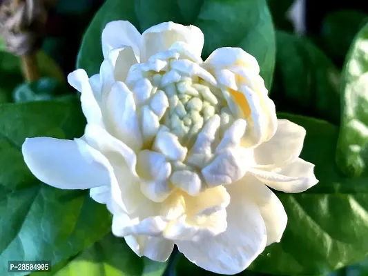 Jasmine Plant  Arabian Jasmine Plant 8-thumb0