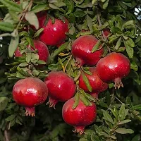 Pomegranate Plant  Bedana Plant kingdom169-thumb1