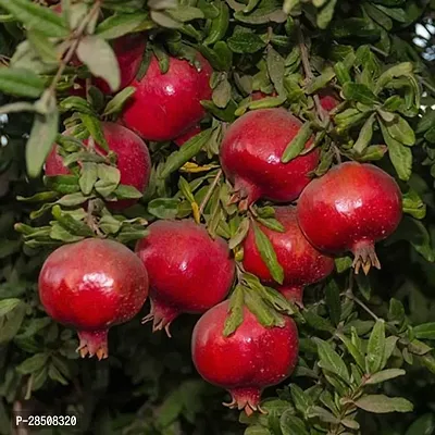 Pomegranate Plant  Bedana Plant kingdom169-thumb2