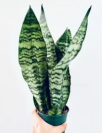 Spider Plant  Snake Plant  001-thumb1