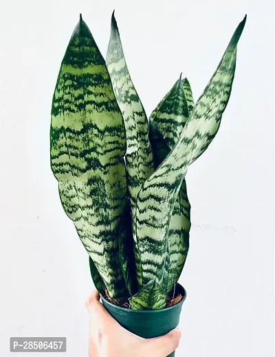 Spider Plant  Snake Plant  001-thumb2