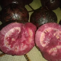 Guava Plant  Plant  PURPLEGUAVA3-thumb1